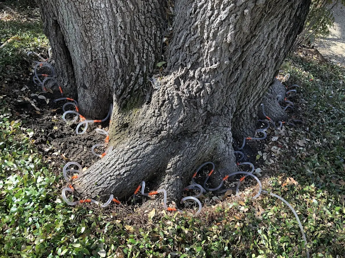 Detailed Tree Cabling and Bracing job site in Gloucester